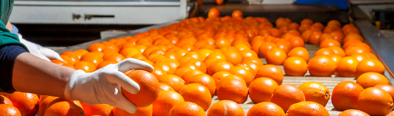 Fresh Yard for exporting